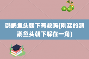 鹦鹉鱼头朝下有救吗(刚买的鹦鹉鱼头朝下躲在一角)