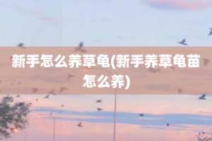 新手怎么养草龟(新手养草龟苗怎么养)