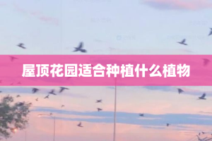 屋顶花园适合种植什么植物