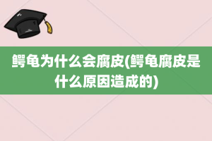 鳄龟为什么会腐皮(鳄龟腐皮是什么原因造成的)