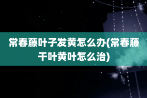 常春藤叶子发黄怎么办(常春藤干叶黄叶怎么治)