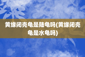 黄缘闭壳龟是陆龟吗(黄缘闭壳龟是水龟吗)