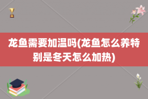 龙鱼需要加温吗(龙鱼怎么养特别是冬天怎么加热)