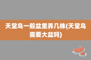 天堂鸟一般盆里养几株(天堂鸟需要大盆吗)