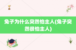 兔子为什么突然怕主人(兔子突然很怕主人)