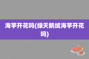 海芋开花吗(绿天鹅绒海芋开花吗)