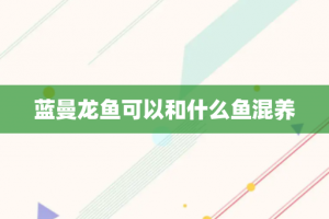 蓝曼龙鱼可以和什么鱼混养