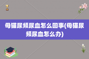 母猫尿频尿血怎么回事(母猫尿频尿血怎么办)