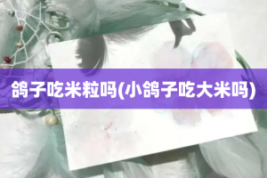 鸽子吃米粒吗(小鸽子吃大米吗)