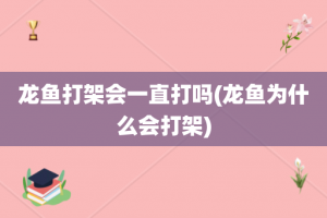 龙鱼打架会一直打吗(龙鱼为什么会打架)