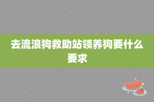 去流浪狗救助站领养狗要什么要求