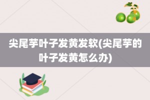 尖尾芋叶子发黄发软(尖尾芋的叶子发黄怎么办)