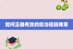 如何正确有效的防治稻田稗草