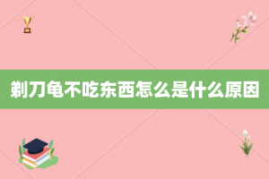 剃刀龟不吃东西怎么是什么原因