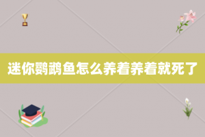 迷你鹦鹉鱼怎么养着养着就死了