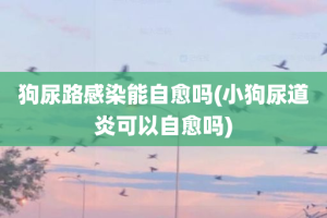 狗尿路感染能自愈吗(小狗尿道炎可以自愈吗)