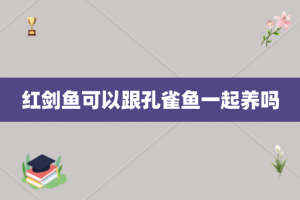 红剑鱼可以跟孔雀鱼一起养吗