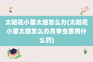 太阳花小苗太细怎么办(太阳花小苗太细怎么办月季虫害用什么药)