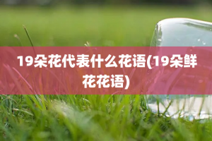 19朵花代表什么花语(19朵鲜花花语)