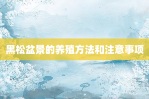 黑松盆景的养殖方法和注意事项