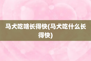 马犬吃啥长得快(马犬吃什么长得快)