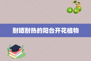 耐晒耐热的阳台开花植物