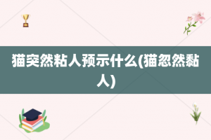 猫突然粘人预示什么(猫忽然黏人)