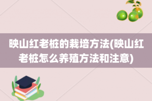 映山红老桩的栽培方法(映山红老桩怎么养殖方法和注意)