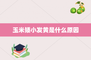 玉米矮小发黄是什么原因