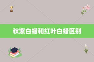 秋紫白蜡和红叶白蜡区别