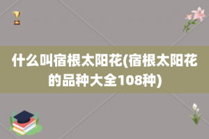 什么叫宿根太阳花(宿根太阳花的品种大全108种)