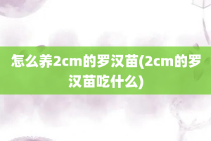 怎么养2cm的罗汉苗(2cm的罗汉苗吃什么)