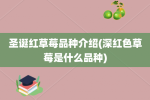 圣诞红草莓品种介绍(深红色草莓是什么品种)