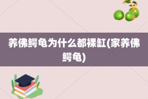 养佛鳄龟为什么都裸缸(家养佛鳄龟)