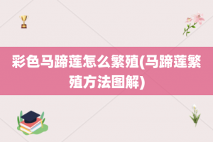 彩色马蹄莲怎么繁殖(马蹄莲繁殖方法图解)