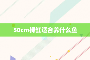 50cm裸缸适合养什么鱼