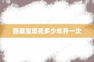 西藏宝塔花多少年开一次