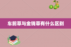 车前草与金钱草有什么区别