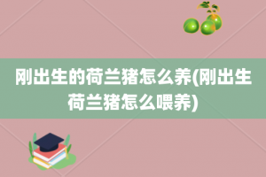 刚出生的荷兰猪怎么养(刚出生荷兰猪怎么喂养)