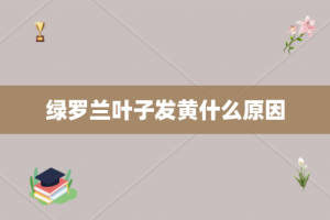 绿罗兰叶子发黄什么原因