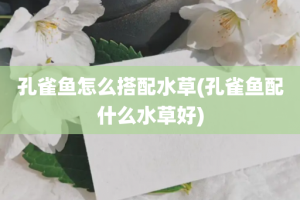 孔雀鱼怎么搭配水草(孔雀鱼配什么水草好)