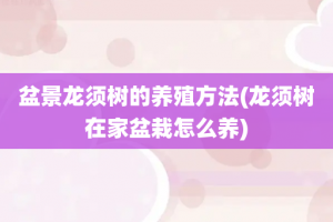 盆景龙须树的养殖方法(龙须树在家盆栽怎么养)