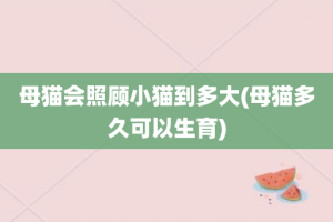 母猫会照顾小猫到多大(母猫多久可以生育)