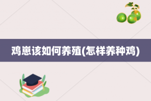 鸡崽该如何养殖(怎样养种鸡)