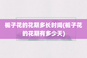 栀子花的花期多长时间(栀子花的花期有多少天)