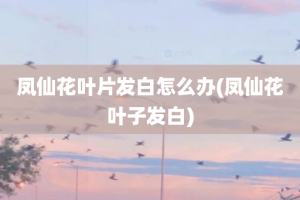 凤仙花叶片发白怎么办(凤仙花叶子发白)