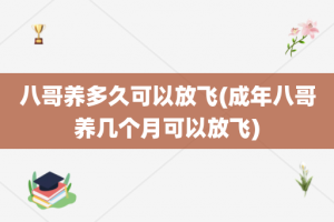 八哥养多久可以放飞(成年八哥养几个月可以放飞)