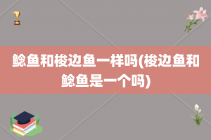 鲶鱼和梭边鱼一样吗(梭边鱼和鲶鱼是一个吗)