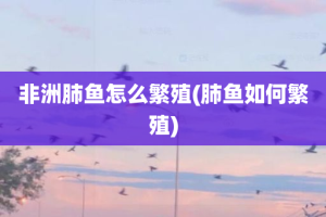 非洲肺鱼怎么繁殖(肺鱼如何繁殖)