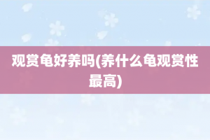 观赏龟好养吗(养什么龟观赏性最高)